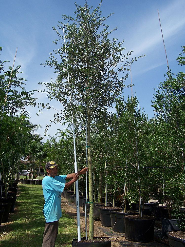 quercus-virginiana-live-oak-southern-oak-tree