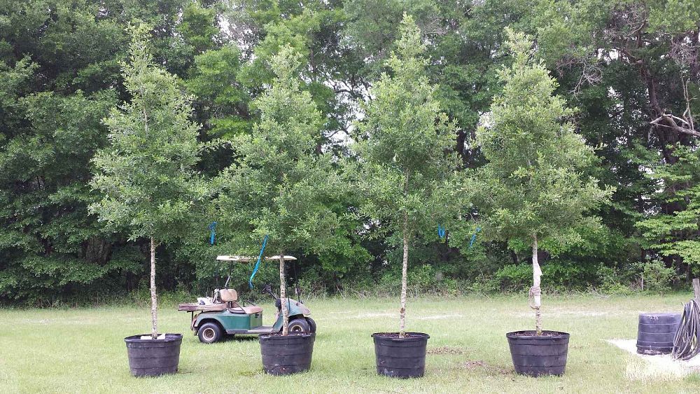 quercus-virginiana-live-oak-southern-oak-tree
