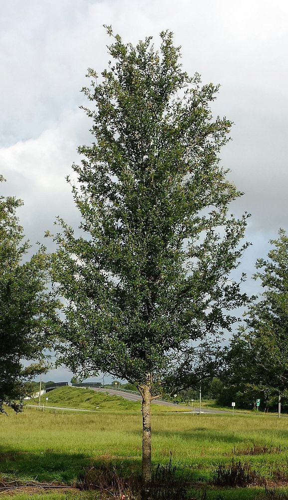 quercus-virginiana-live-oak-southern-oak-tree