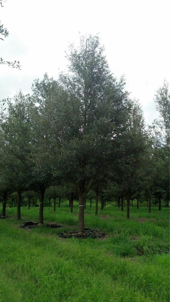 quercus-virginiana-live-oak-southern-oak-tree