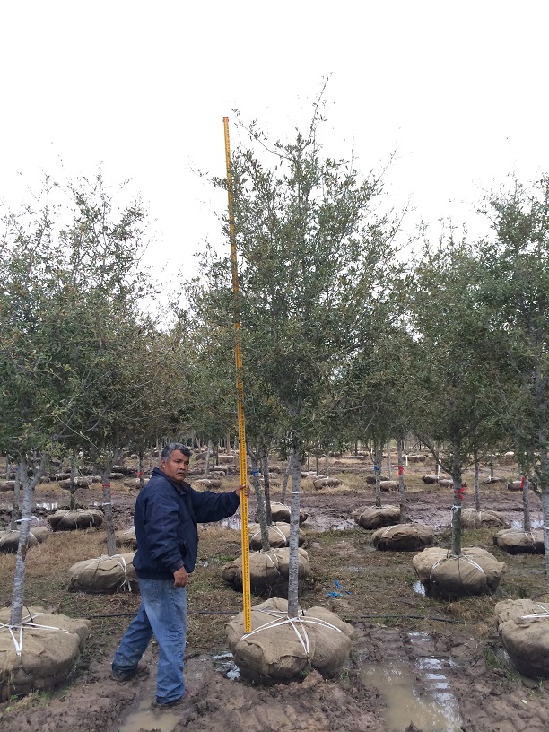 quercus-virginiana-live-oak-southern-oak-tree