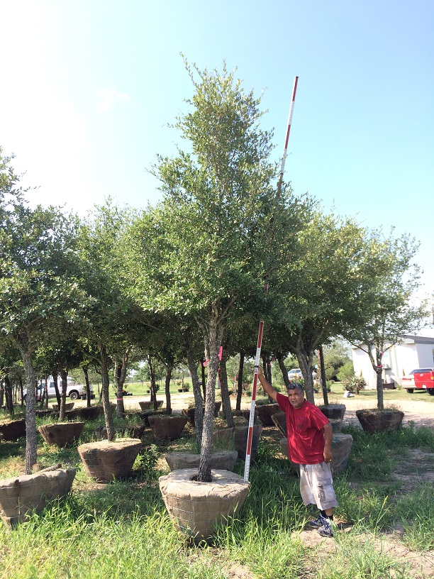 quercus-virginiana-live-oak-southern-oak-tree
