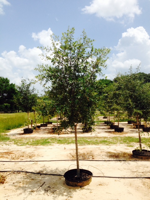 quercus-virginiana-live-oak-southern-oak-tree