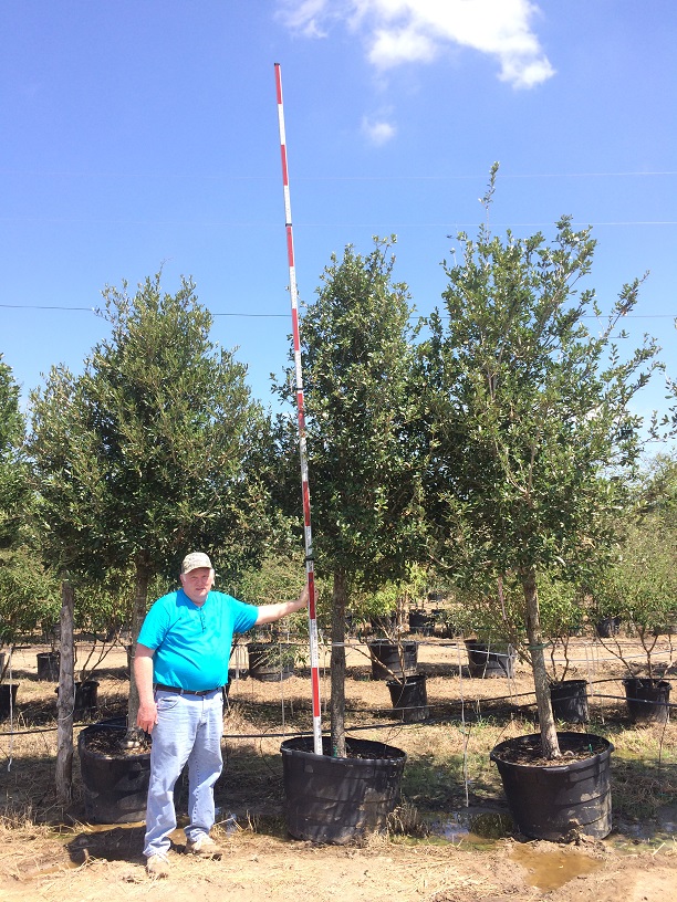 quercus-virginiana-live-oak-southern-oak-tree