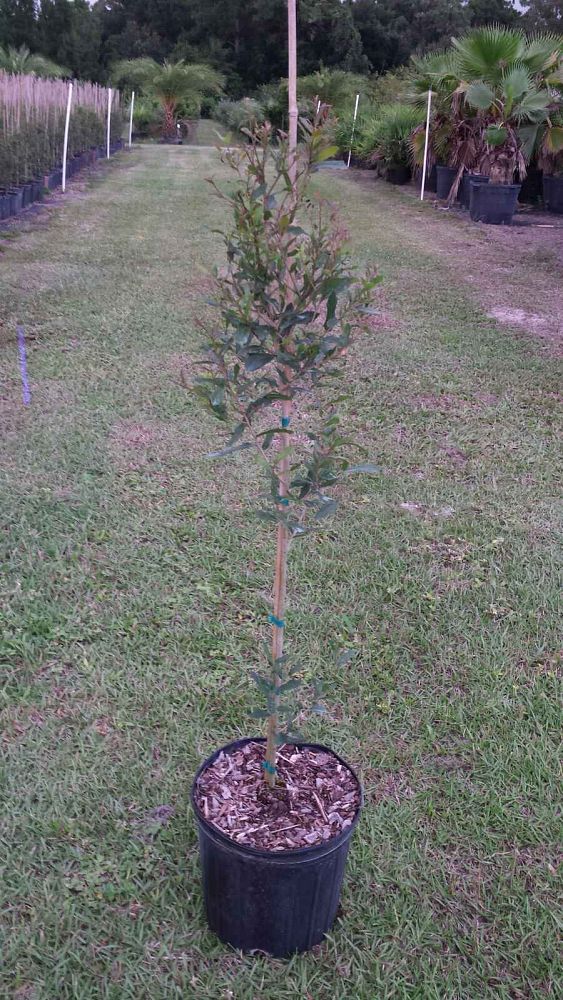 quercus-virginiana-live-oak-southern-oak-tree