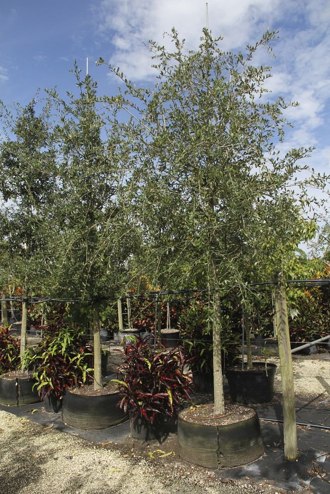 quercus-virginiana-live-oak-southern-oak-tree