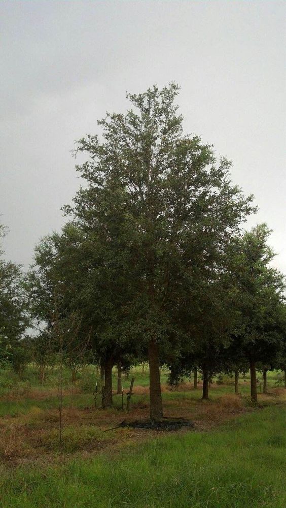 quercus-virginiana-live-oak-southern-oak-tree