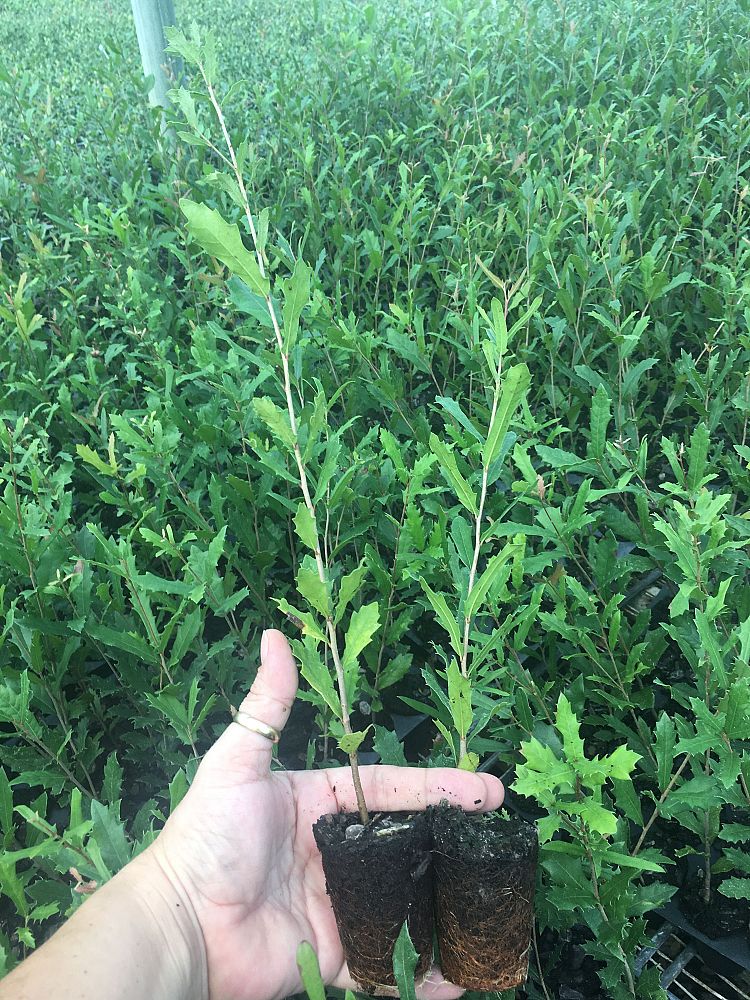 quercus-virginiana-live-oak-southern-oak-tree