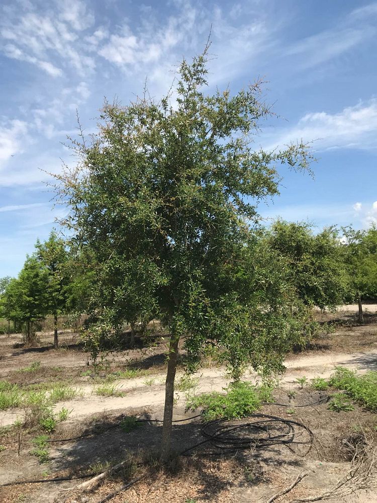 quercus-virginiana-live-oak-southern-oak-tree