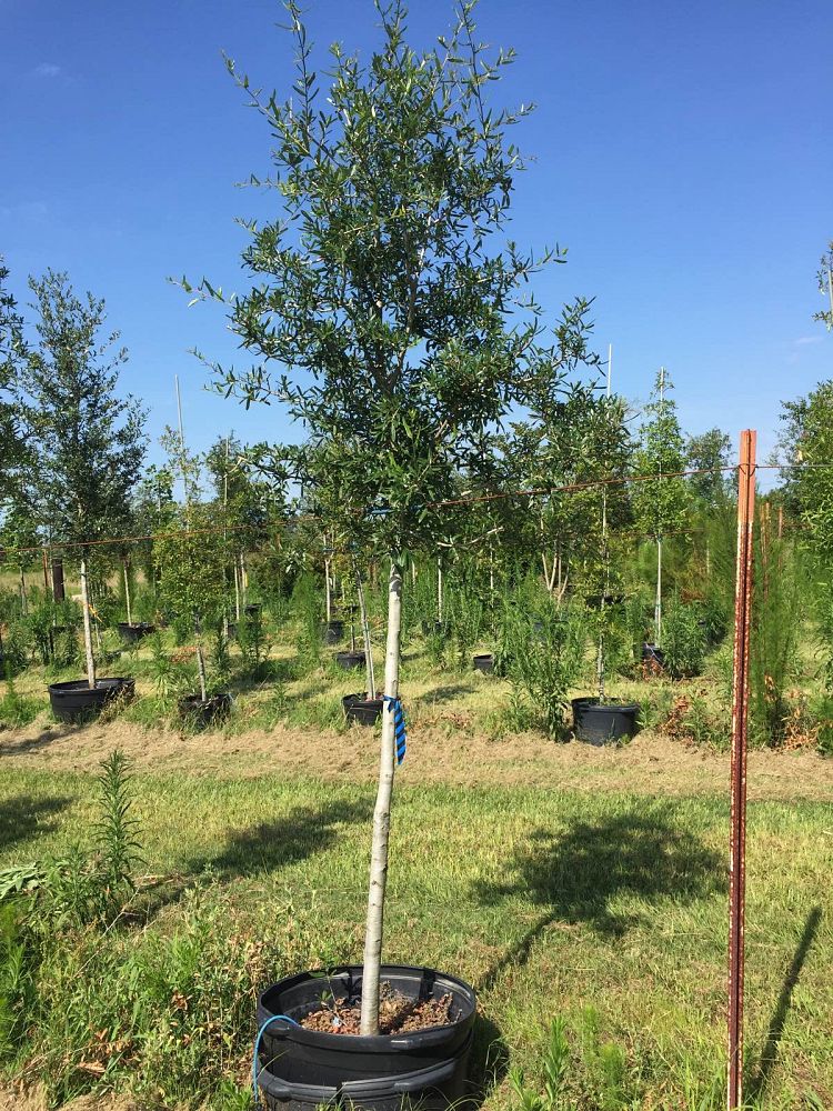 quercus-virginiana-live-oak-southern-oak-tree