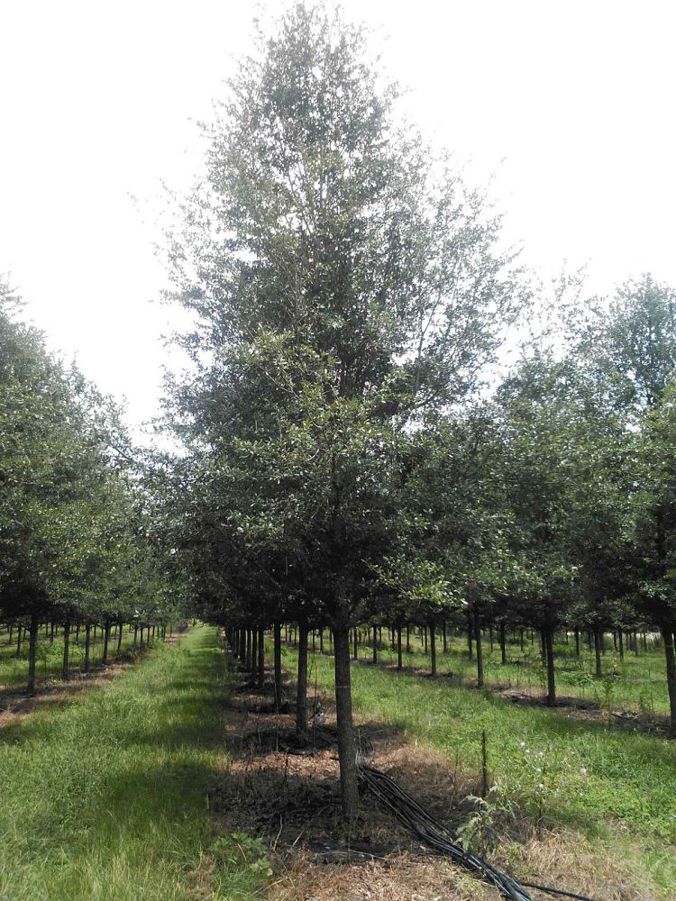 quercus-virginiana-live-oak-southern-oak-tree