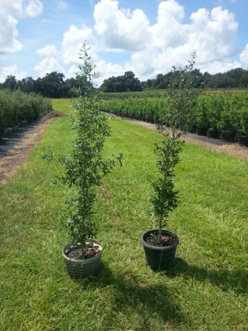 quercus-virginiana-live-oak-southern-oak-tree