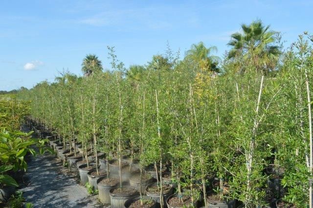 quercus-virginiana-live-oak-southern-oak-tree