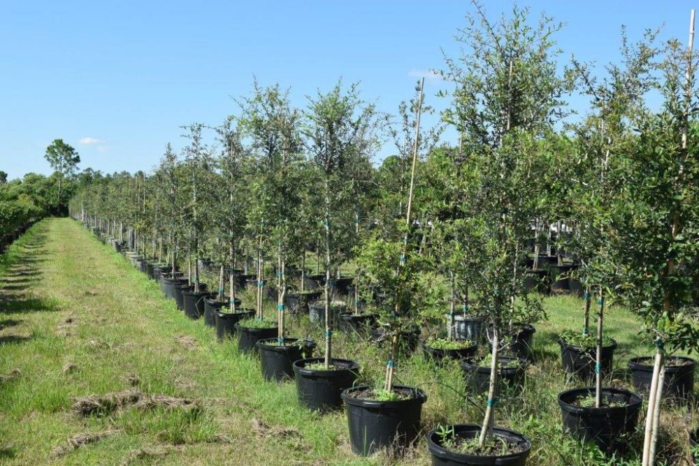 quercus-virginiana-live-oak-southern-oak-tree