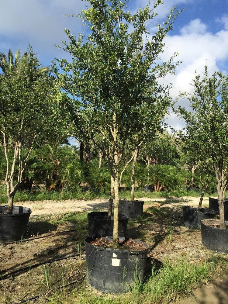 quercus-virginiana-live-oak-southern-oak-tree