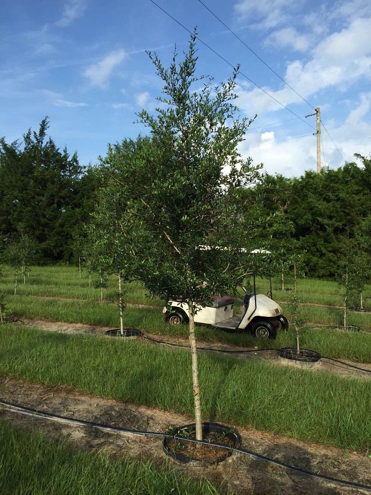 quercus-virginiana-live-oak-southern-oak-tree
