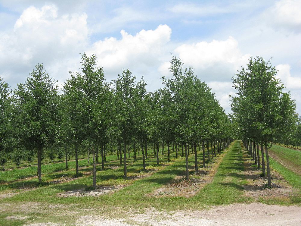 quercus-virginiana-live-oak-southern-oak-tree