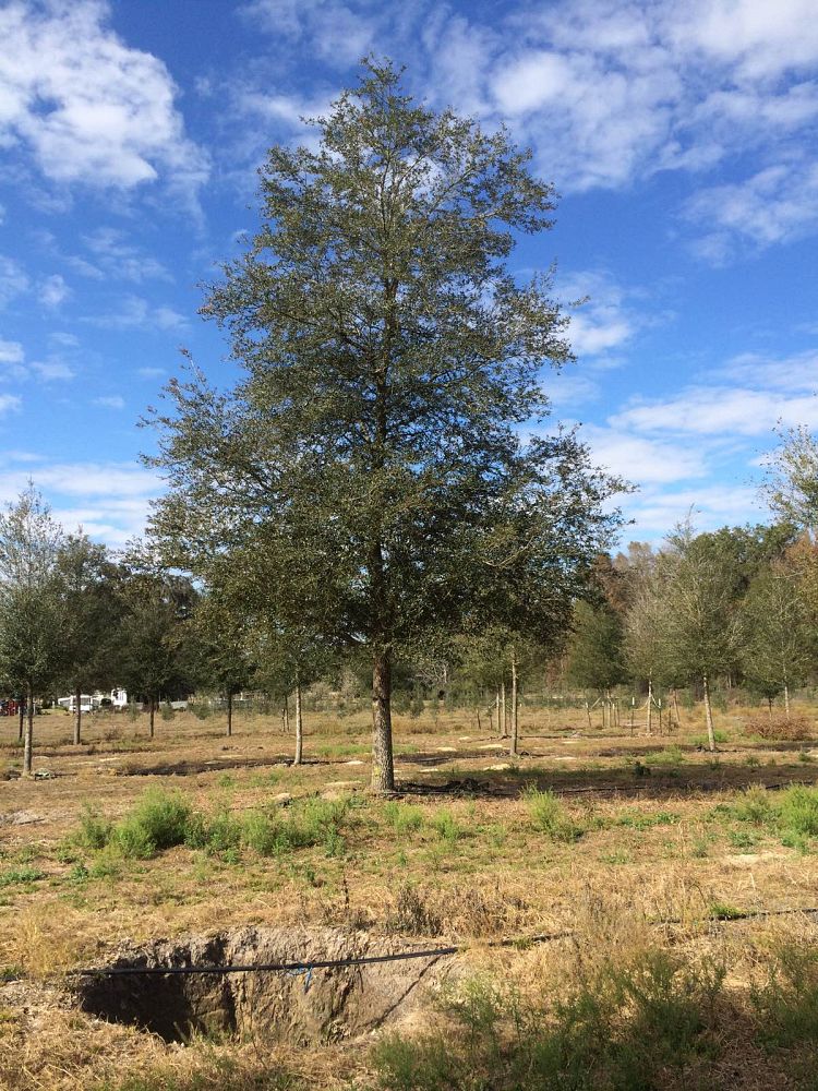 quercus-virginiana-live-oak-southern-oak-tree