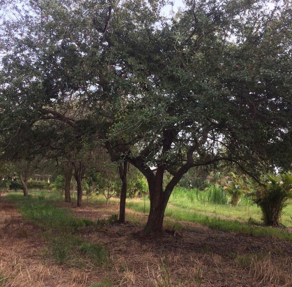 quercus-virginiana-live-oak-southern-oak-tree
