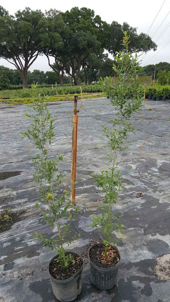quercus-virginiana-live-oak-southern-oak-tree