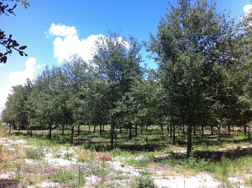 quercus-virginiana-live-oak-southern-oak-tree