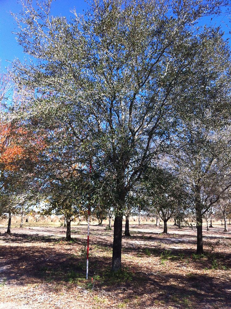 quercus-virginiana-live-oak-southern-oak-tree