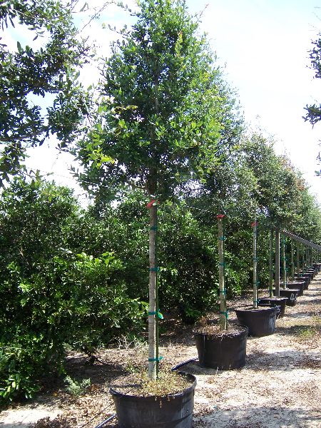 quercus-virginiana-live-oak-southern-oak-tree