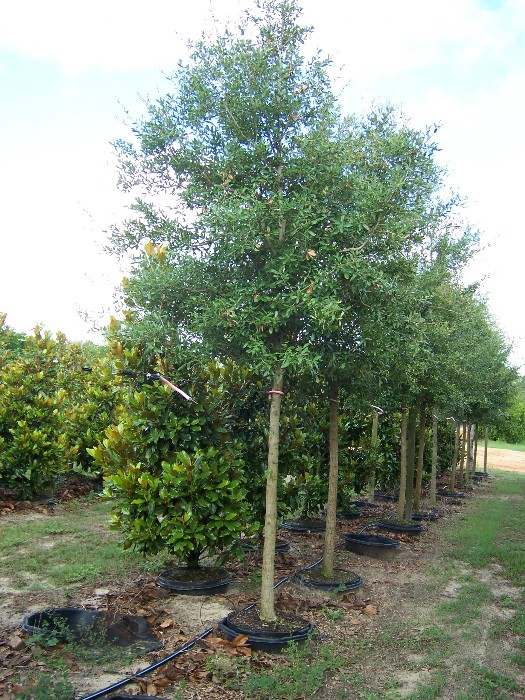 quercus-virginiana-live-oak-southern-oak-tree