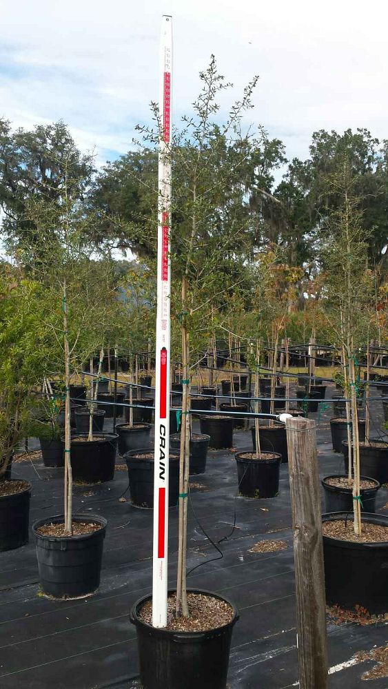 quercus-virginiana-live-oak-southern-oak-tree