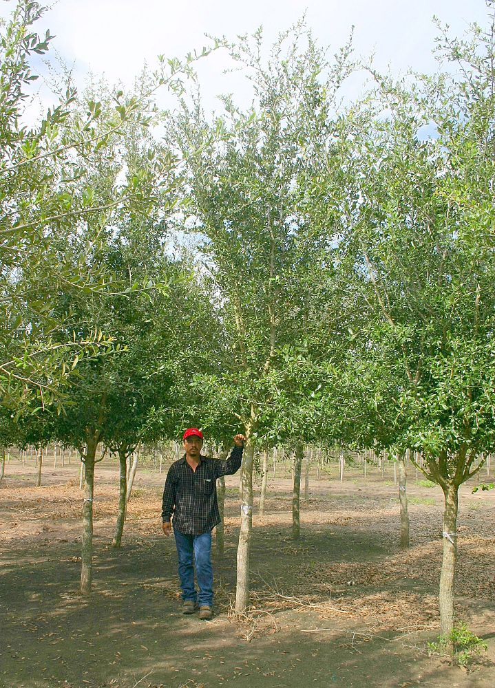quercus-virginiana-live-oak-southern-oak-tree