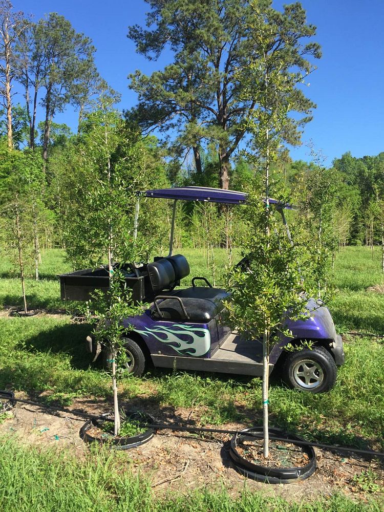 quercus-virginiana-live-oak-southern-oak-tree
