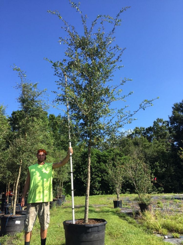 quercus-virginiana-live-oak-southern-oak-tree