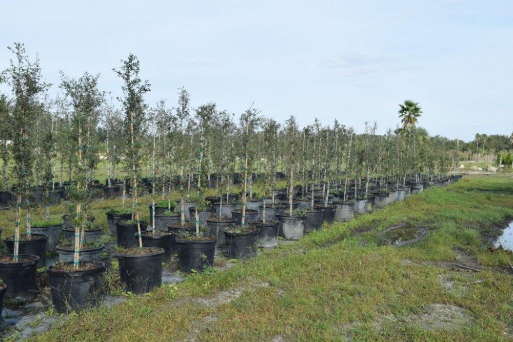 quercus-virginiana-live-oak-southern-oak-tree