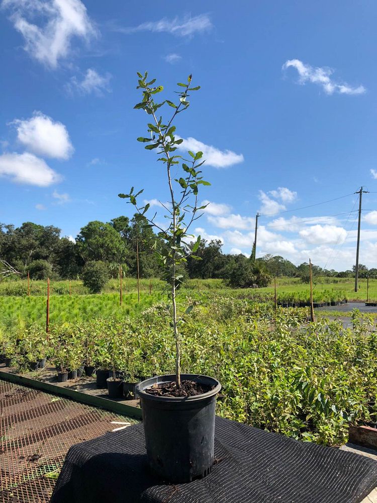 quercus-virginiana-live-oak-southern-oak-tree