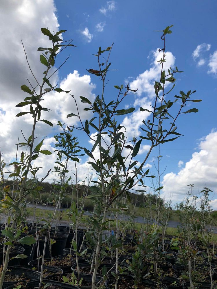 quercus-virginiana-live-oak-southern-oak-tree