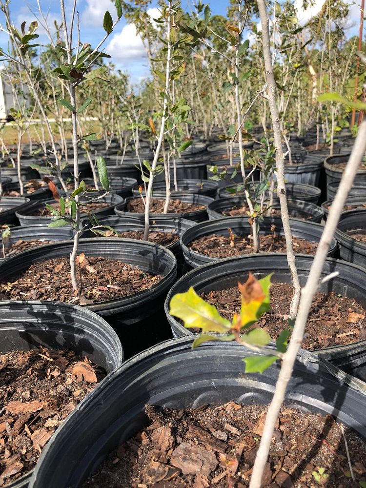 quercus-virginiana-live-oak-southern-oak-tree