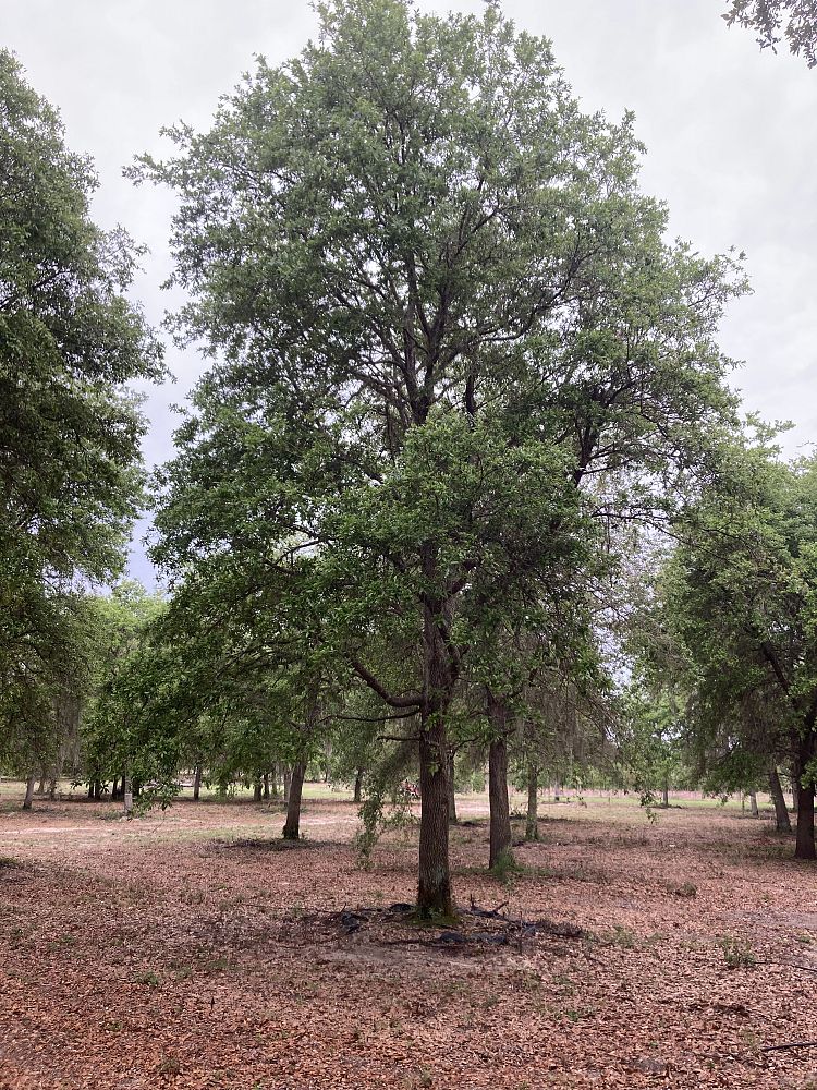 quercus-virginiana-live-oak-southern-oak-tree