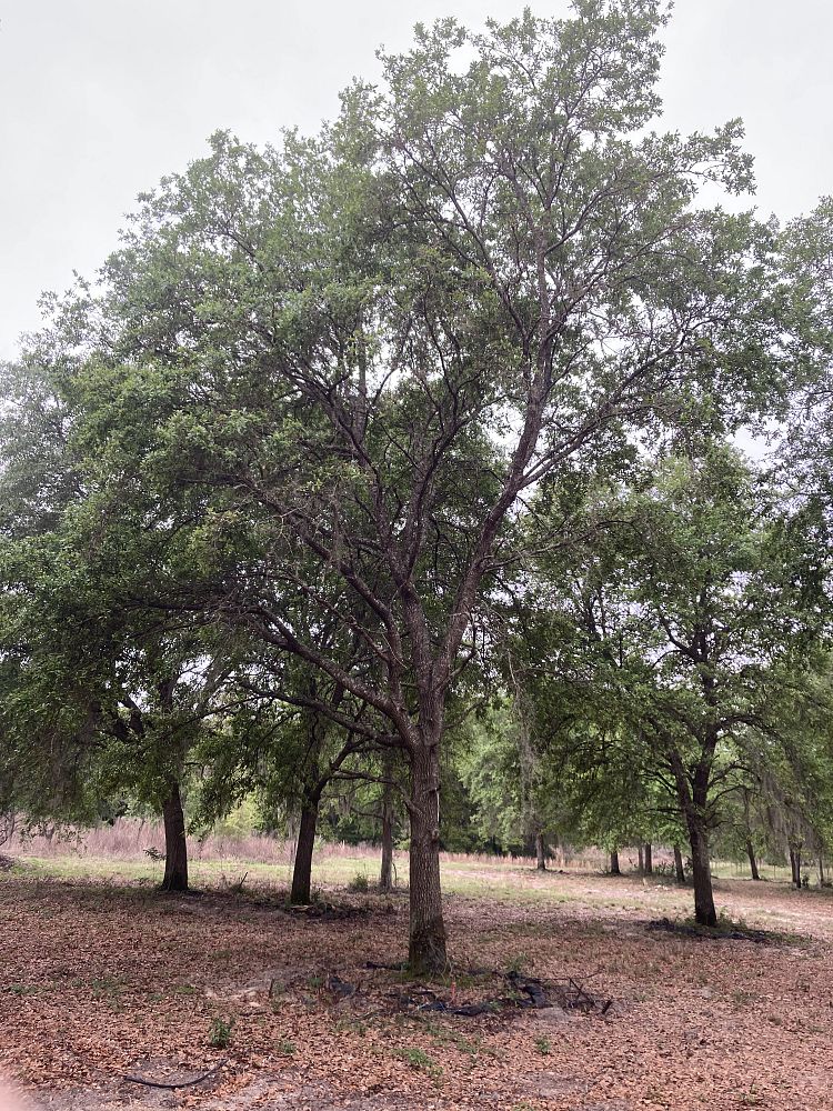 quercus-virginiana-live-oak-southern-oak-tree