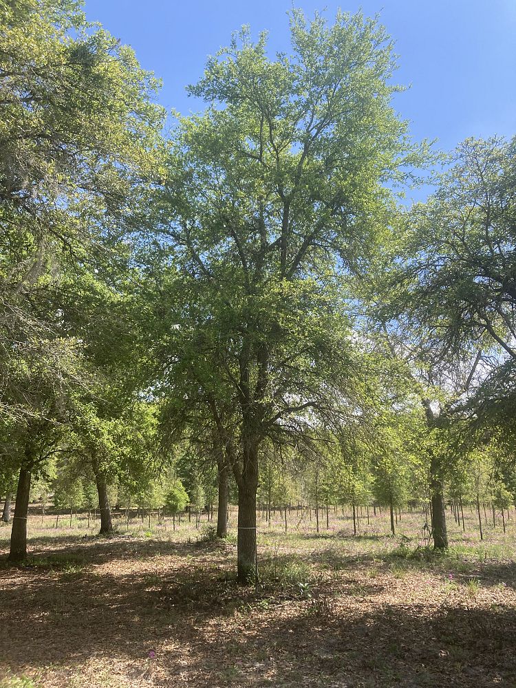 quercus-virginiana-live-oak-southern-oak-tree