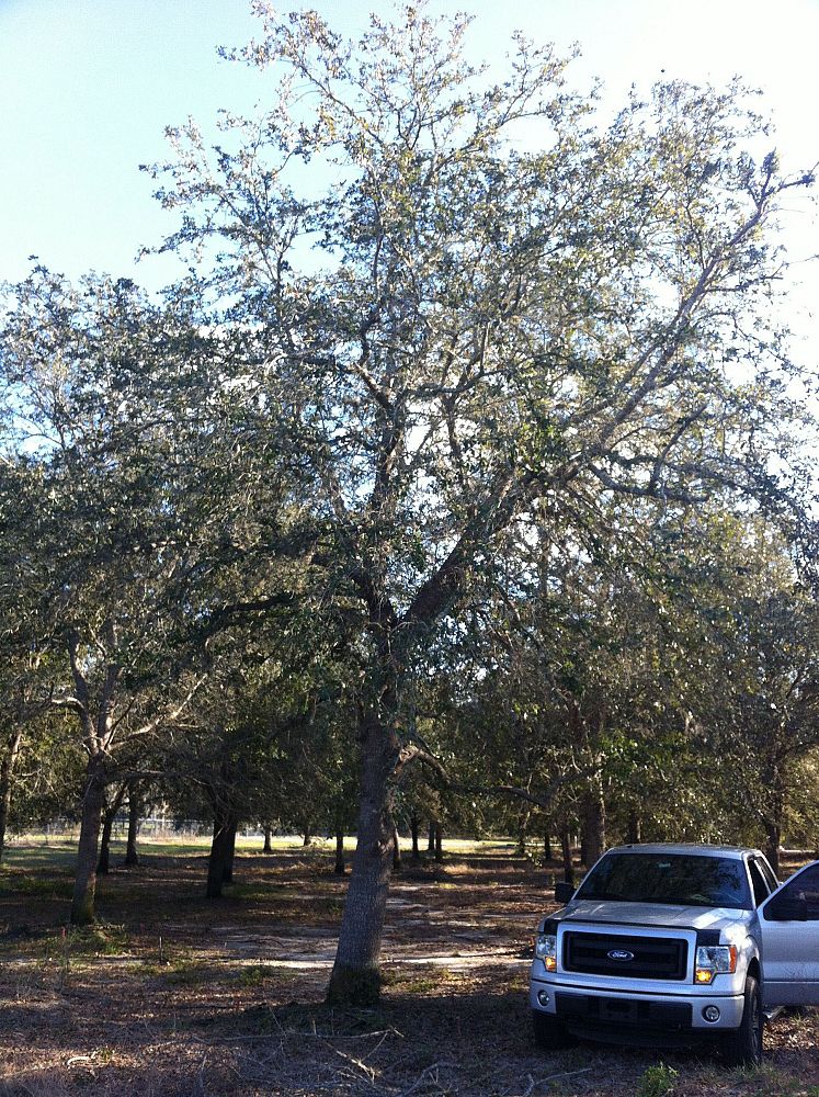 quercus-virginiana-live-oak-southern-oak-tree