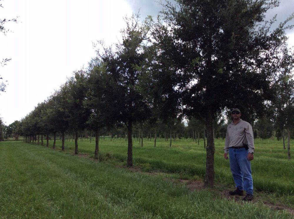 quercus-virginiana-live-oak-southern-oak-tree