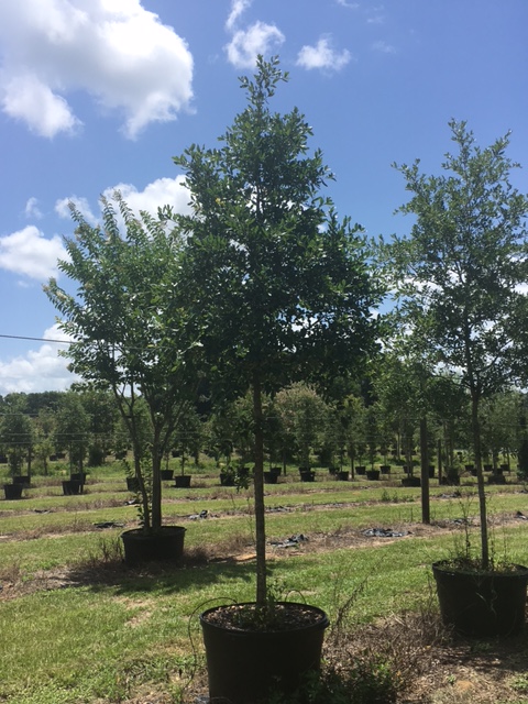 quercus-virginiana-live-oak-southern-oak-tree