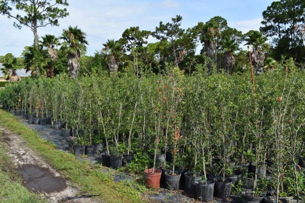 quercus-virginiana-live-oak-southern-oak-tree