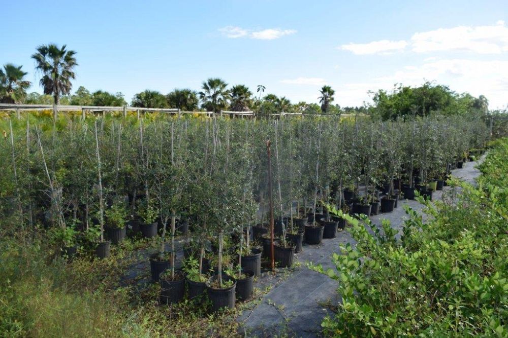 quercus-virginiana-live-oak-southern-oak-tree