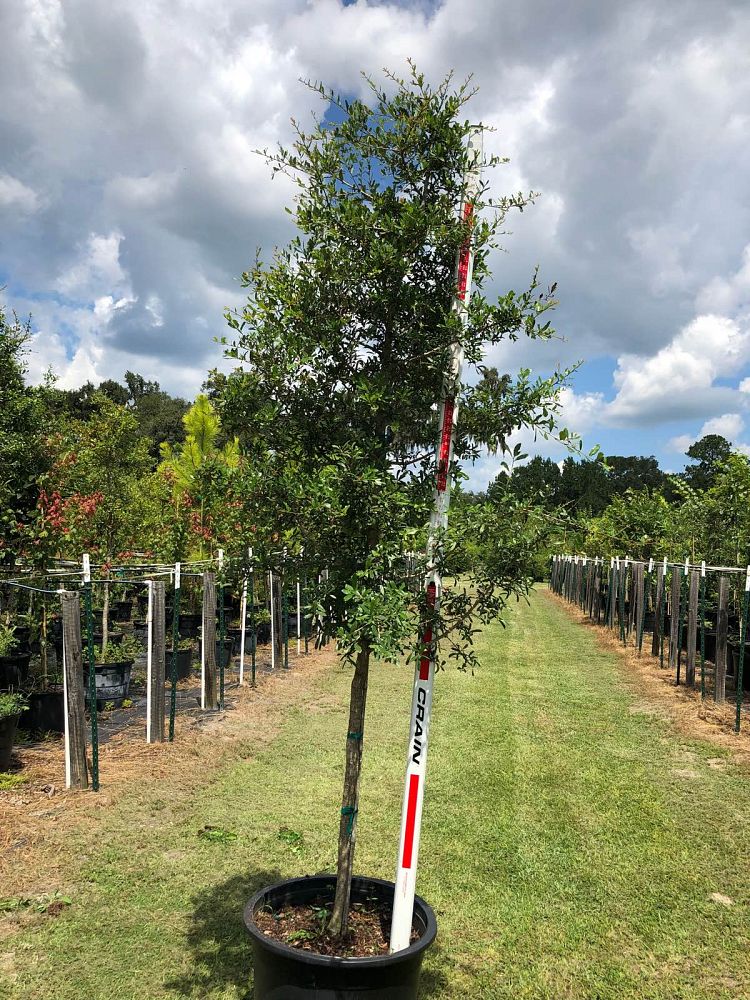 quercus-virginiana-live-oak-southern-oak-tree