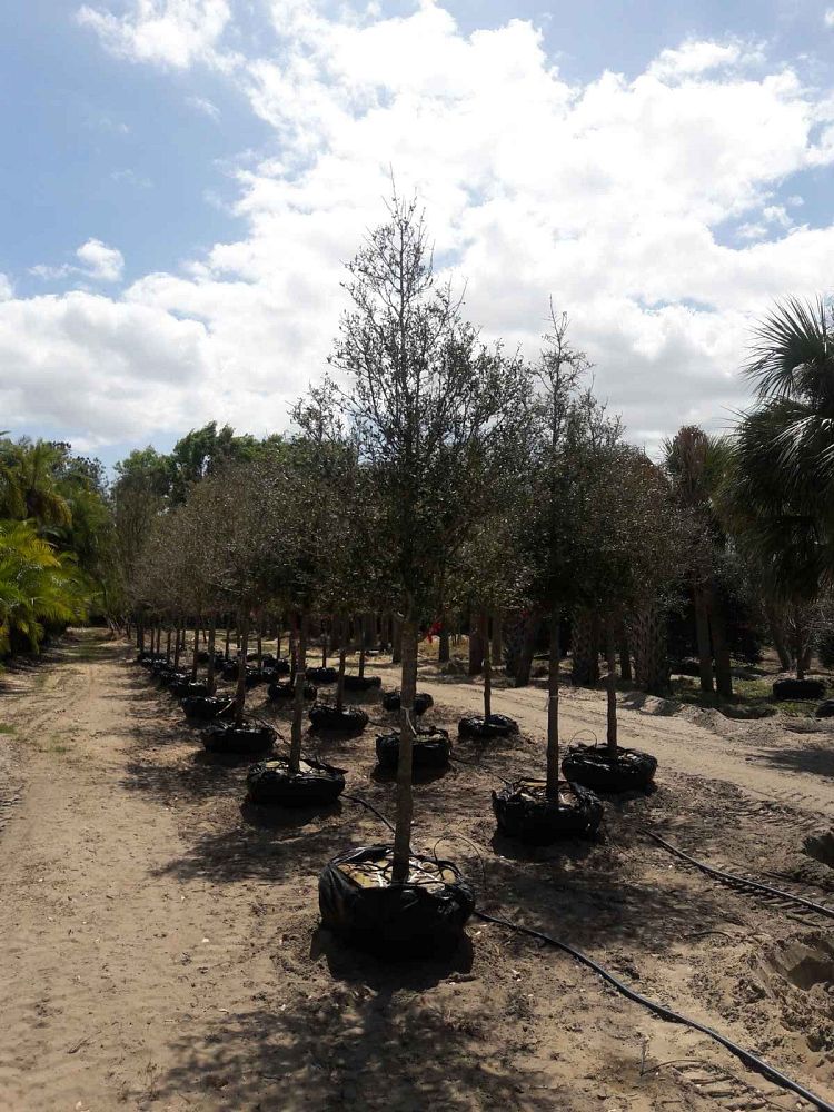 quercus-virginiana-live-oak-southern-oak-tree
