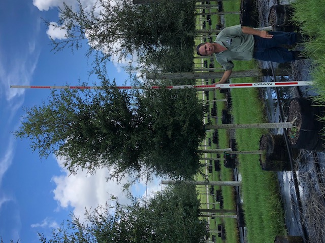 quercus-virginiana-live-oak-southern-oak-tree