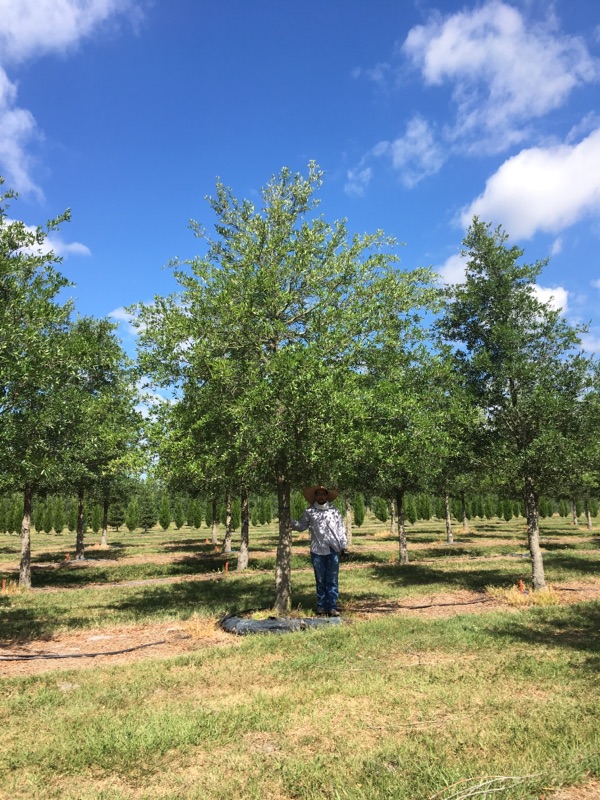 quercus-virginiana-live-oak-southern-oak-tree