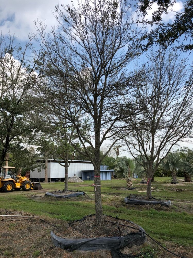 quercus-virginiana-live-oak-southern-oak-tree