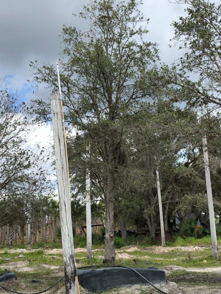 quercus-virginiana-live-oak-southern-oak-tree
